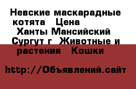 Невские маскарадные котята › Цена ­ 15 000 - Ханты-Мансийский, Сургут г. Животные и растения » Кошки   